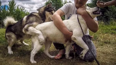 Изображения собак и людей во время спаривания: выберите размер и формат