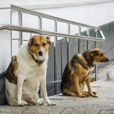 Картинки спаривания собак с людьми: выберите формат и размер для сохранения