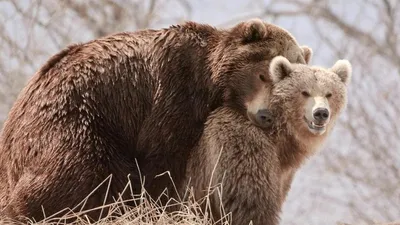 Уникальные фотографии собак и людей во время спаривания: выберите формат и размер