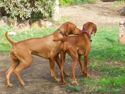 Фото Спаривание собак с людьми: разные размеры и форматы для скачивания