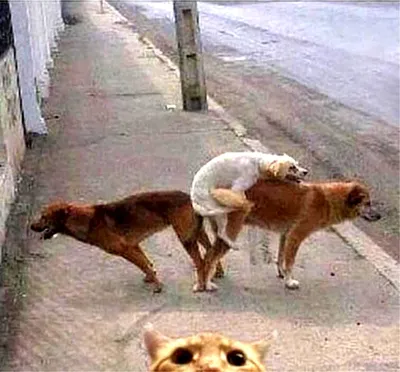 Впечатляющие фото спаривания собак 