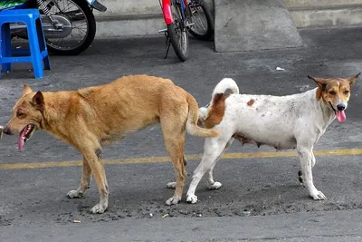 Уникальные фотографии спаривания собак 