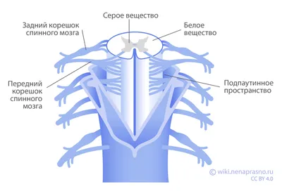 Спинной мозг. Большая российская энциклопедия