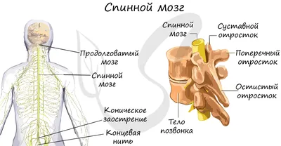 Спинной Мозг И Нервы — стоковые фотографии и другие картинки Нервная  система человека - Нервная система человека, Анатомия, Вид сзади - iStock