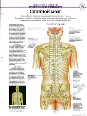4.1. Спинной мозг