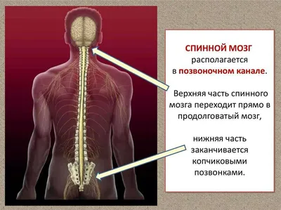 На что влияет спиной мозг? | Интересные факты и события | Дзен