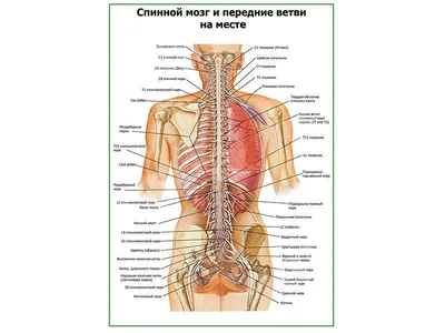 Головной и спинной мозг, подготовка к ЕГЭ по биологии