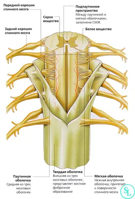 Спинной мозг схемы : нормальная анатомия | e-Anatomy