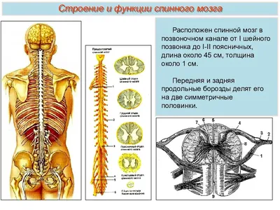 спинной мозг скрещивание 3d-иллюстрация, показывающая анатомию спинного  мозга человека Иллюстрация штока - иллюстрации насчитывающей дело, мышечно:  217057990