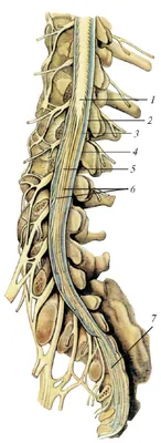 Спинной мозг и передние ветви на месте плакат глянцевый А1/А2 › Купить  оптом и в розницу › Цена от завода