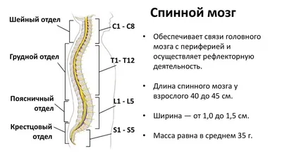 Спинной мозг человека: что это, где находится, как выглядит и работает,  какие заболевания характерны