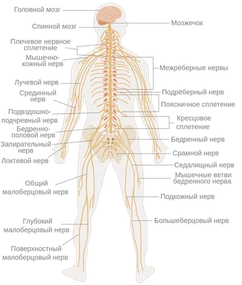 Спинной Мозг Рисунок 8 Класс (52 Фото)