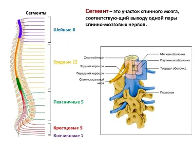 Спиной мозг | ВКонтакте