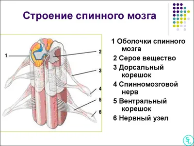 Головной и спинной мозг, подготовка к ЕГЭ по биологии