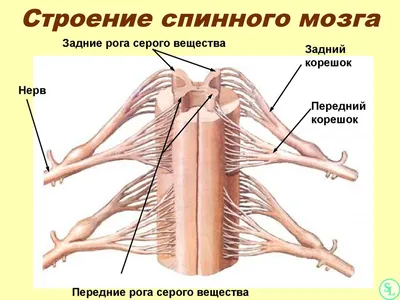 Сосудистые поражения головного и спинного мозга — симптомы, причины и  лечение | Платная нейрохирургия в Москве