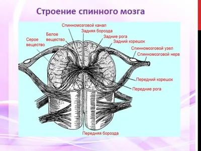 Сотрясение и ушиб спинного мозга: симптомы, диагностика, лечение в Херсоне  | Neuro.ks.ua.