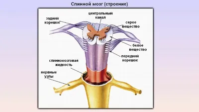 Позвоночник человека - анатомия, позвонки, изгибы и отделы