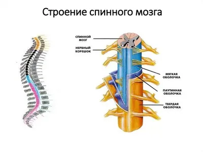 Основные функции и строение спинного мозга | Здоровая жизнь для всех | Дзен