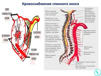 [69+] Спинной мозг человека фото фото