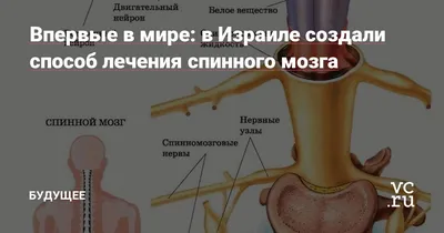 Центральная нервная система. Большая российская энциклопедия