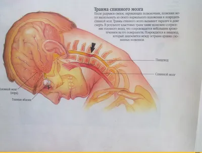 Спинной Мозг Часть Анатомии Скелета Человека — стоковая векторная графика и  другие изображения на тему Шейный позвонок - iStock