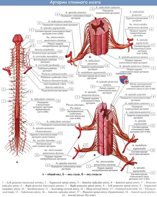 Интересные факты о спинном мозге человека - 15 фото