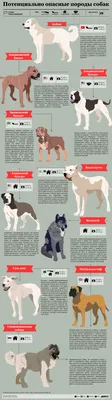 Список опасных пород собак фотографии