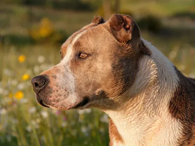 Лучшие фотографии списка опасных пород собак
