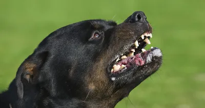 Изображения опасных пород собак в высоком качестве