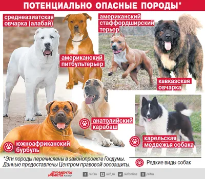 Фотографии опасных пород собак на сайте