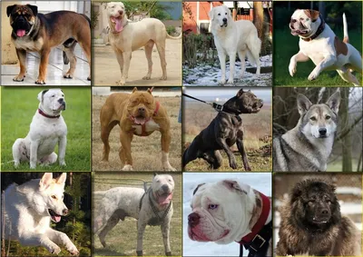 Фотографии опасных пород собак для скачивания бесплатно
