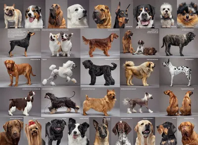 Список всех пород собак фотографии