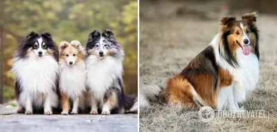 Породы собак: фото готовы к скачиванию в любом формате.