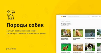 Породы собак: фотографии для полного представления о каждой породе