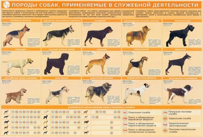 Породы собак на фото: идеальный выбор для обоев