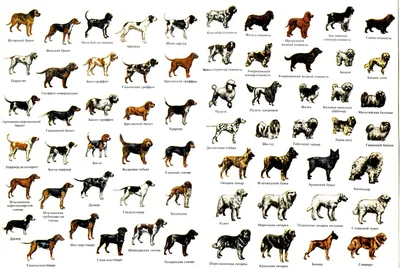 Скачать картинки собак различных пород: бесплатно и в высоком качестве
