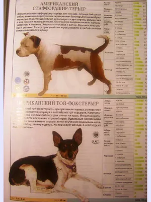 Справочник пород собак фотографии