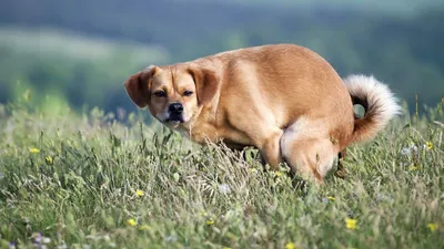 Интересные фото срущей собаки в разных размерах - скачать бесплатно
