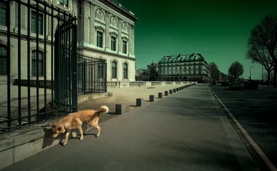 Сюрреалистические фотографии срущей собаки для визуальных проектов