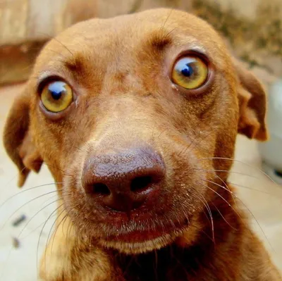 Уникальные картинки срущих собак – выбирайте формат для загрузки