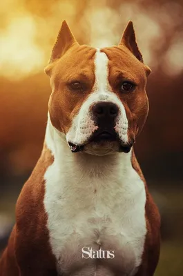 Собака породы Стафф: красота и грация на фотографиях