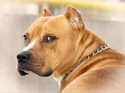 Собака породы Стафф: изумительные фотографии для вашей галереи