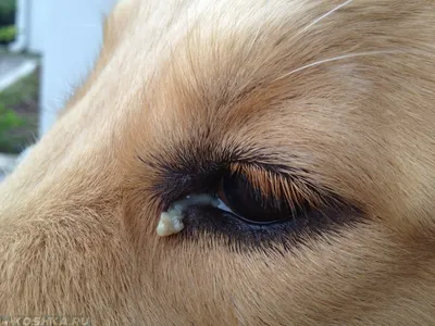 Удивительные фото собак, страдающих от стайлфокка на лапках