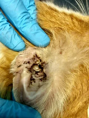 Фото гнойно-воспалительных симптомов стафилококка у собак