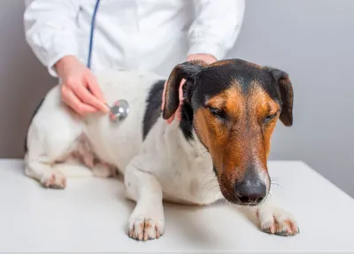 Фото симптомов стафилококка у собак на фоне здоровых тканей