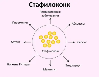 Скачать бесплатно фото с симптомами стафилококка у собак