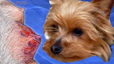 Фото симптомов стафилококка у собак в разных размерах