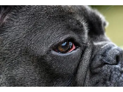 Собаки с симптомами стафилококка: наглядные фотографии