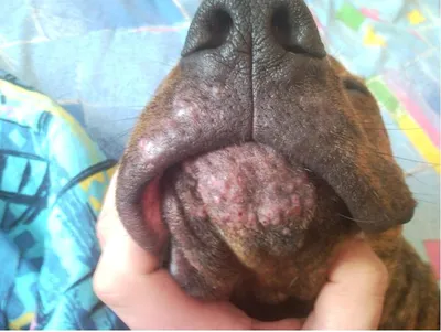 Изображения стафилококка у собак с подробными симптомами