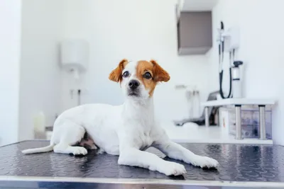 Фото симптомов стафилококка у собак в разных размерах для использования в обоих